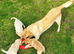 Ikc pedigree Labrador puppys