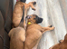 Belgian mali Cross