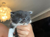 British shorthair kittens long hair