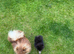 Rare Opportunity Micro Pomeranian
