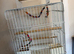 Beautiful bonded pair green check conures