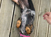 15 month female