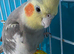Cockatiel bird