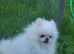 Pomeranian puppies ready now