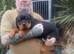 10 week old rottweiler pups