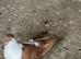 AFGHAN PIGEONS