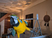 Blue and Gold Macaw
