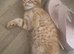 Beautiful Bengal Kittens Looking for Forever Homes