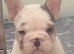 FRENCHIE PUPPIES
