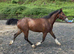 Show Quality - Welsh C Gelding