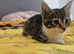 Lovely male kitten