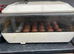 Hatching Eggs