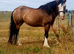 Lilly 14.2 cob mare