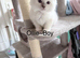 Ragdoll pure breed rare lilac point kittens