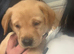 Labrador retriever puppies