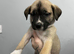 Mix breed pups for sale!