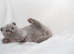 Beautiful Scottish Fold Kittens – £650 Each