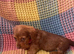 Dachshunds cross Shih Tzu