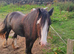 13.1 hh cob mare
