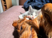 Kittens