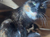 1 boy kitten left