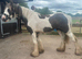 Hermits bred filly silver dapple tobiano