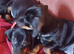 4 adorable dachshund puppies