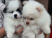 2 Tiny Teddy Pomeranian Puppies for sale