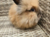 Cute double maned lionheads