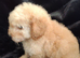 Toy poodle puppies