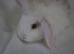 Microchipped Mini Lop Males