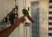 green cheeked parakeet