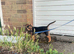 Jack Russel for stud