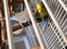 2 beautiful budgies really friendly