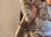 Maincoon cross persian