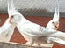 Pearl-Pied-WF and Pearl-Pied-Pastleface for sale