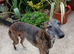 Young whippet to join family home