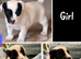 True much wenlock miniature Jack Russell puppy’s