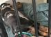 Dachshund for sale