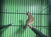 2 male cutthroat finches