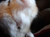 Approx 1 year old dwarf hamster
