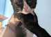 Beautiful ragdoll x kittens