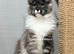 TICA registered Maine coon kittens READY NOW