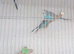 Blue budgies