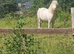 Mini shetland pony