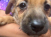 Jack Russell puppy's