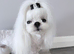 Stud tiny kc reg Korean Maltese boy