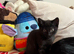 2 beautiful kittens looking for their new