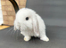 X2 lovely mini lops