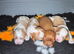 Cavalier King Charles spaniels
